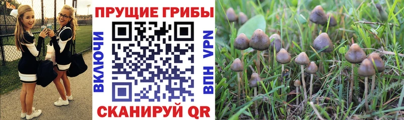наркота Кондрово Галлюциногенные грибы Psilocybe